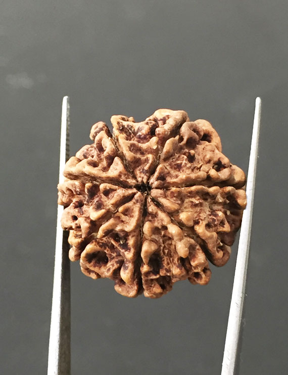 7 Mukhi Certified Nepali Rudraksha Size- 22 mm